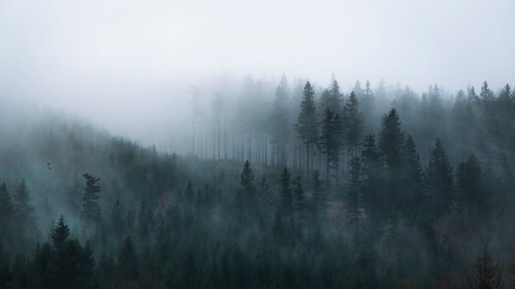 Trees in fog